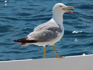 Obraz premium Seagull