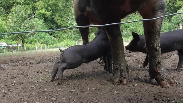 Bentheimer Landschwein, artgerechte Haltung, drau&szlig;en, Freiland