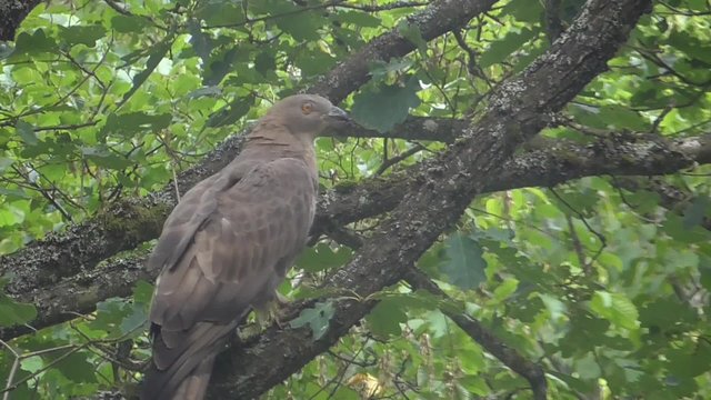 Wespenbussard, Pernis apivorus, Honey Buzzard