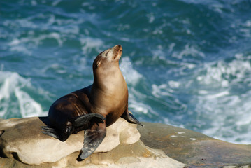 Fototapeta premium Sun Bathing Sea Lion