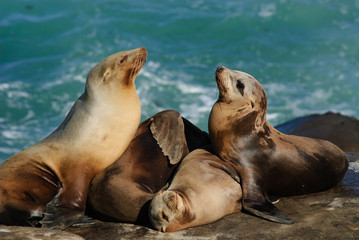 Fototapeta premium California Sea lions (Zalophus Caslifornianus)