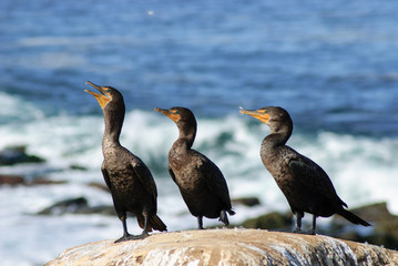 Double Crested Cormorants