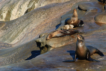 California Sea lions (Zalophus Caslifornianus)