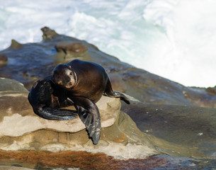 A Playful Sea Lion