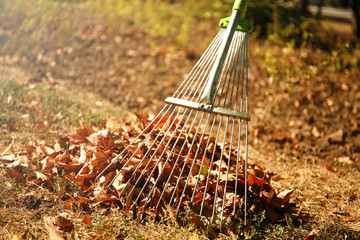 Fallen leaves and rake at the park