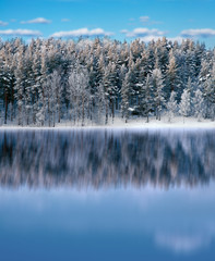 Forest reflected in lake