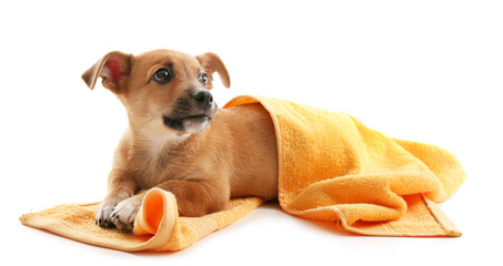 Puppy with towel isolated on white