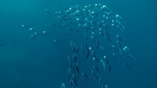grossmaulmakrelen im meer grossansicht in zeitlupe
