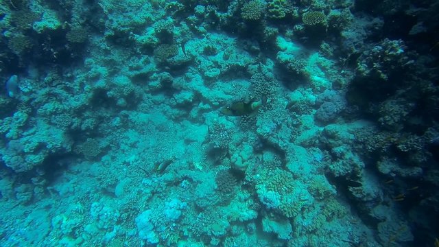 gruener drueckerfisch am meeresgrund im roten meer
