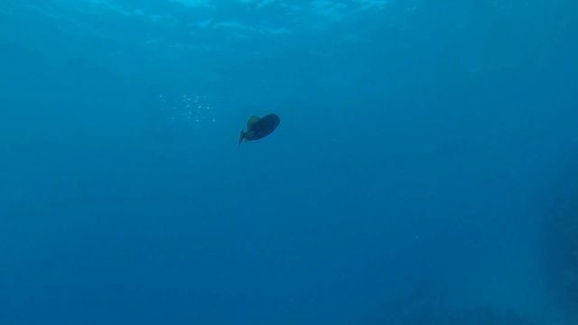 gruener riesendrueckerfisch schwimmt im blauen meer
