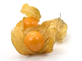 Physalis