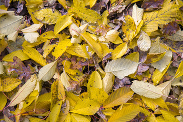 Fall leafs background