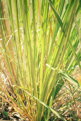 Obraz premium Vetiver grass