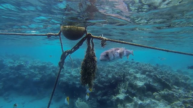 igelfisch schwimmt bei der boje
