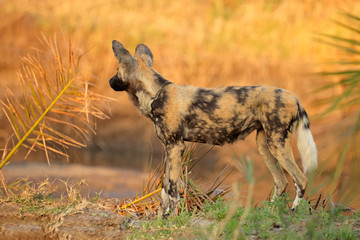 African wild dog