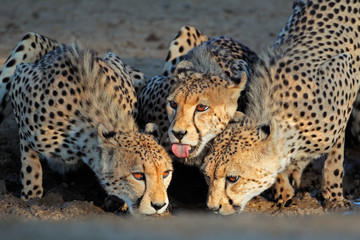 Cheetahs drinking water