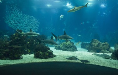 Lisbon Aquarium main tank with many fishes and a shark swimming