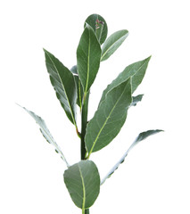 Fototapeta premium Fresh twig with bay leaves, isolated on white