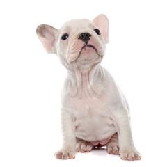 puppy french bulldog