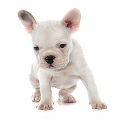 puppy french bulldog