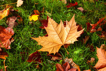 Well lit and sharp detailed fallen Autumn maple leaf