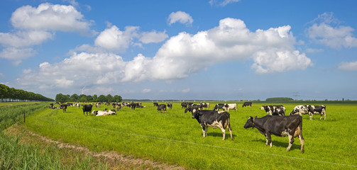 Cows grazing in a sunny meadow in spring
