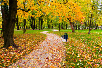 Autumn park with S curve path and colorful fallen leaves