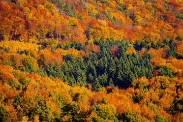 Autumn forest colorful trees canopy