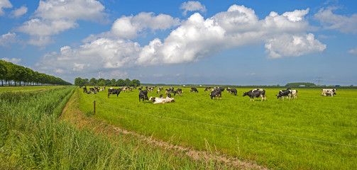 Cows grazing in a sunny meadow in spring

