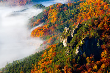 Autumn forest with morning inversion.