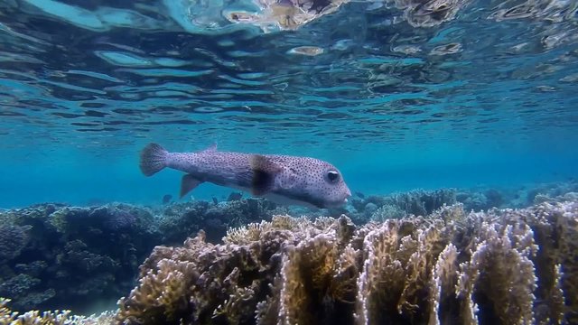  igelfisch schwimmt im meer vor kamera

