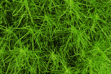 Grass background