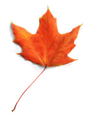 Obraz premium Maple leaf isolated on white