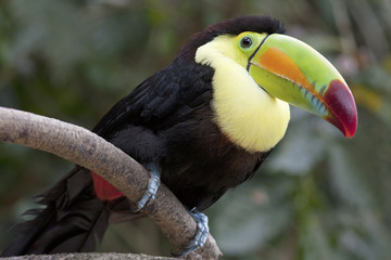 Toucan