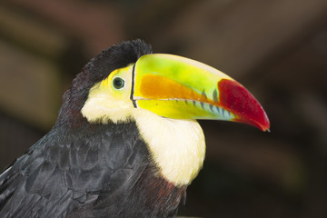 Toucan