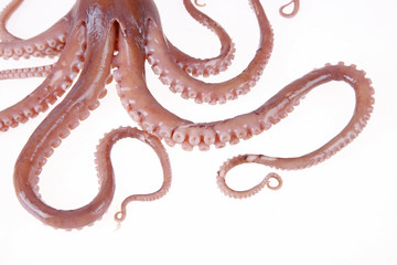 Fototapeta premium Octopus