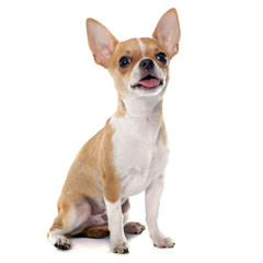 Obraz premium young puppy chihuahua