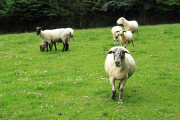 Fototapeta premium sheep from small home farm