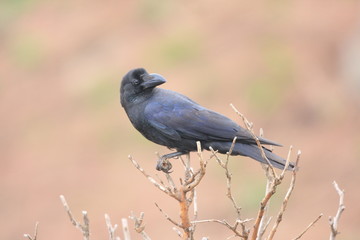 Large-billed Crow (Corvus macrorhynchos) in Japan
