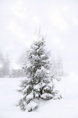 Obraz premium Christmas background with snowy fir trees