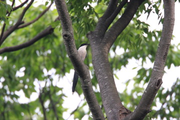 Fototapeta premium Azure-winged Magpie (Cyanopica cyana) in Japan 