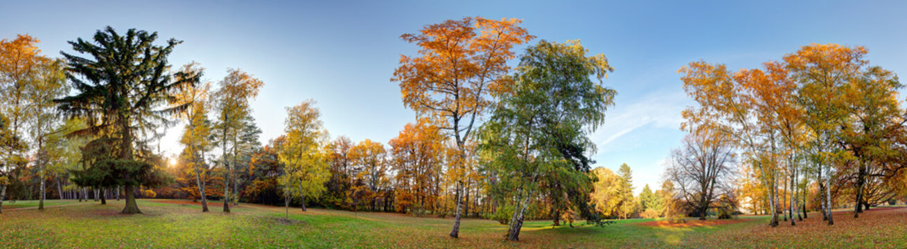 Fototapeta Forest autumn panorama in park