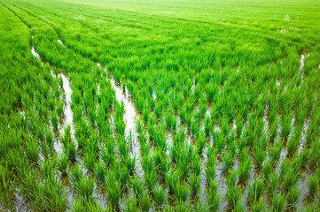 rice plantation