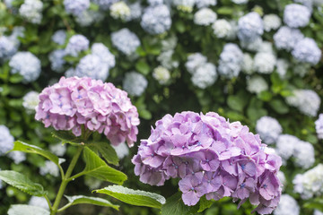 紫のアジサイの花とボケ