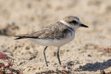 The Cute Little Snowy Plover Walking Around the Beach