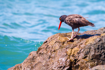 The Black Oystercatcher Catching Oysters by the Beach