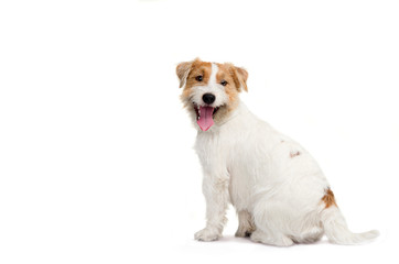 Young dog Jack Russell terrier with his tongue out on the white background
