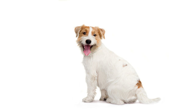 Young Dog Jack Russell Terrier With His Tongue Out On The White Background