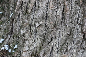 tree bark winter