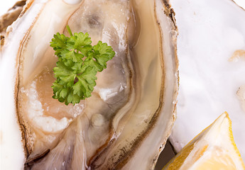 Oysters as background